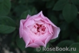 The Alnwick Rose