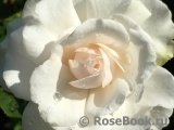 Great North Eastern Rose 