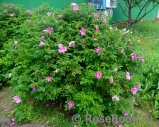 Rosa rugosa rubra