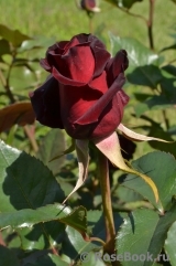 Black Baccara