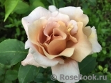 Julia's Rose