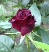 Black Baccara