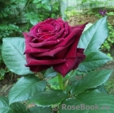 Black Baccara