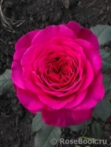 Johann Wolfgang von Goethe Rose®