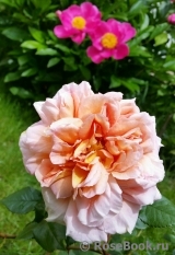 Abraham Darby