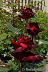 Black Baccara