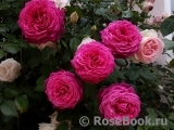 Johann Wolfgang von Goethe Rose®