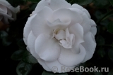 Aspirin Rose