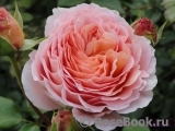 Abraham Darby