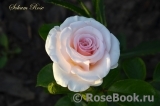 Soham Rose, The