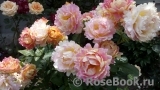 Rose des Cisterciens 