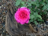 Johann Wolfgang von Goethe Rose®