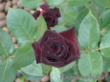 Black Baccara