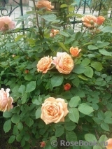 Abraham Darby