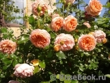 Abraham Darby