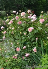 Abraham Darby