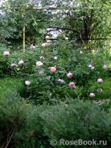 Abraham Darby