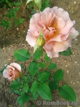 Julia's Rose