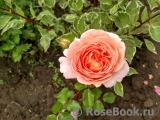 Abraham Darby