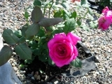 Johann Wolfgang von Goethe Rose®