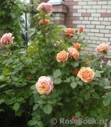 Abraham Darby