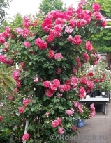 Rosarium Uetersen