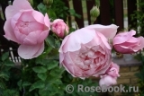 The Alnwick Rose