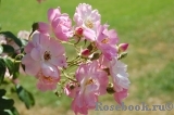 Apple Blossom 