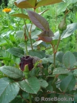 Black Baccara