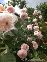 A Shropshire Lad