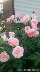 Abraham Darby