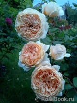 Crown Princess Margareta®