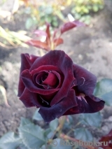 Black Baccara