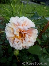 Abraham Darby