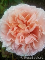 Abraham Darby