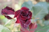 Black Baccara