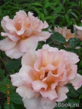 Julia's Rose