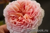 Abraham Darby