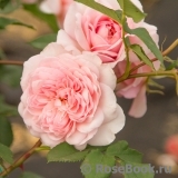 Abraham Darby