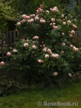 A Shropshire Lad