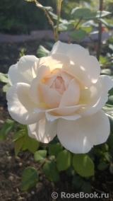 Crocus Rose® 