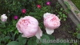 The Alnwick Rose