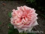 Stefanie´s Rose 