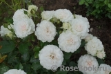 Great North Eastern Rose 