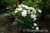 Great North Eastern Rose 