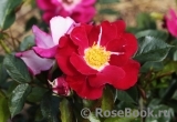 Girlguiding UK Centenary Rose