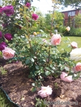 Abraham Darby