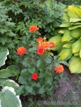 Orange Babyflor 