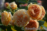 Crown Princess Margareta®