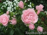 Hans Gonewein Rose 